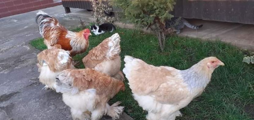  - Brahma lemon matca