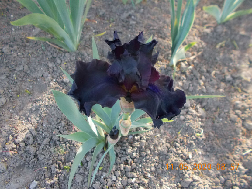 vitrail - IRISI -NOUTATI - 2020