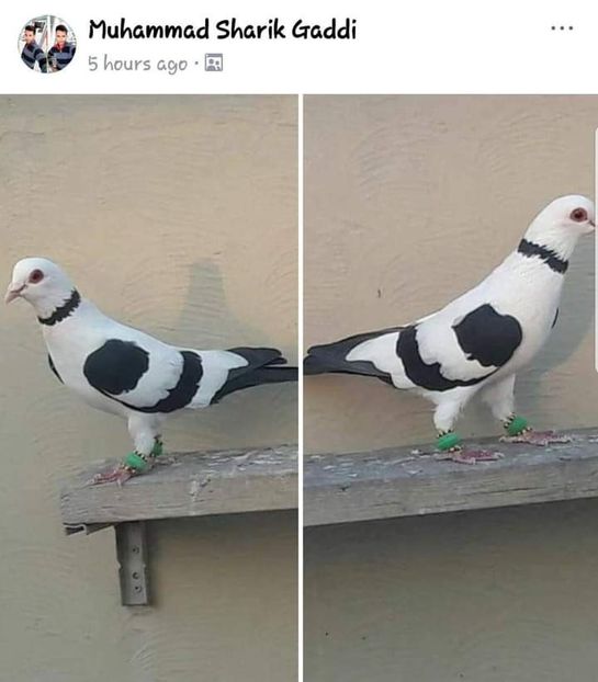  - NU IMI APARTIN ALBUM NR 2