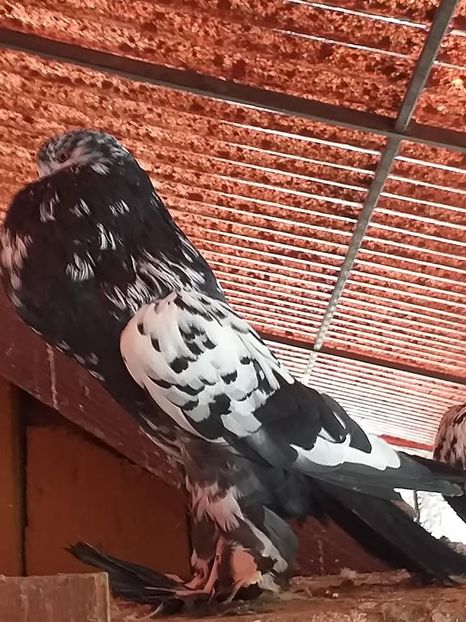 vândut lui Iordache Alex(HD) - Porumbei VÂNDUȚI