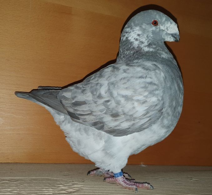 Fem 2018 de la Peter Isztin - Perechi matca 2021