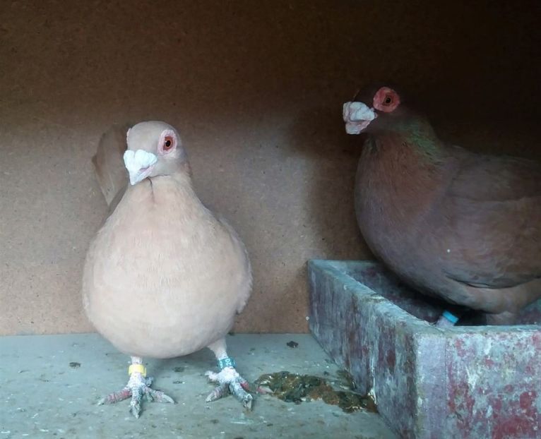 WhatsApp Image 2021-01-25 at 13.45.13 - Perechea 4