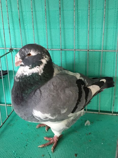 134485363_217810706595066_6645092887011724025_n (1) - LA GRAMADA 2019