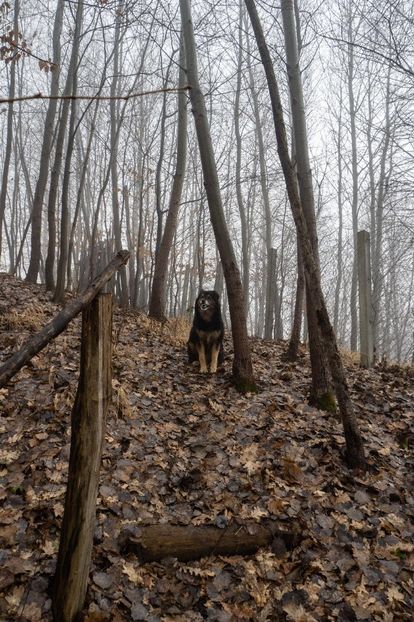 ...nu e lup...e Cezar, cainele vecinilor in padurice ! - 1 Gradina mea