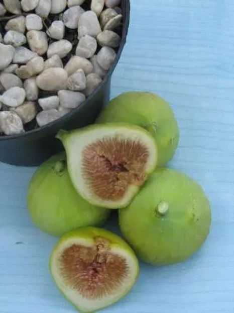  - Smochin Românesc cu fruct Verde Ficus Carica Adriatic Craiova