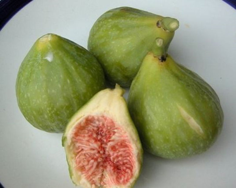 dottato2 - Smochin Românesc cu fruct Verde Ficus Carica Adriatic Craiova