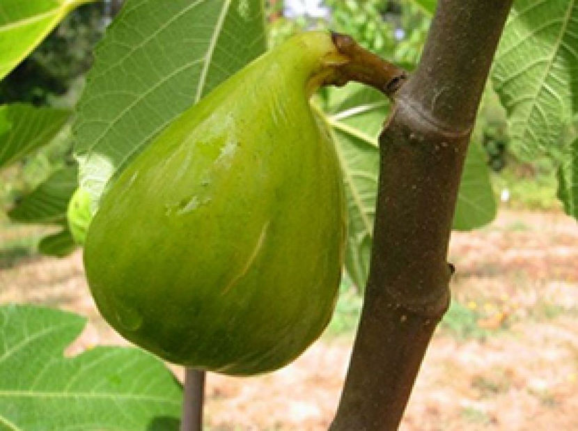 s2 - Smochin Românesc cu fruct Verde Ficus Carica Adriatic Craiova