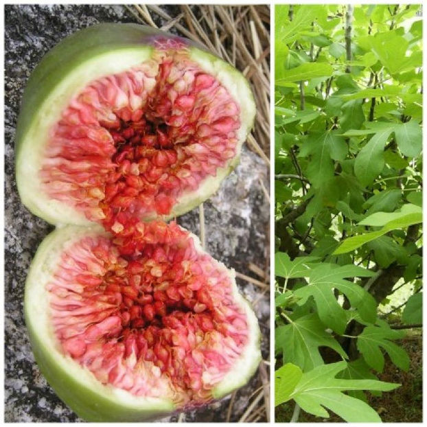 s3 - Smochin Românesc cu fruct Verde Ficus Carica Adriatic Craiova