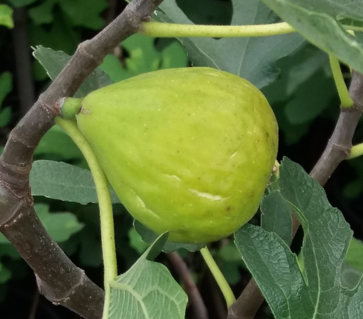 s-verde - Smochin Românesc cu fruct Verde Ficus Carica Adriatic Craiova