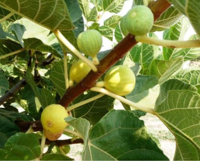 smochin-pe-rod-galben- - Smochin Românesc cu fruct Galben Craiova 130 - 170 cm la Ghiveci