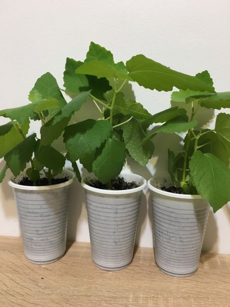  - 1 Inmultire smochin seminte 2