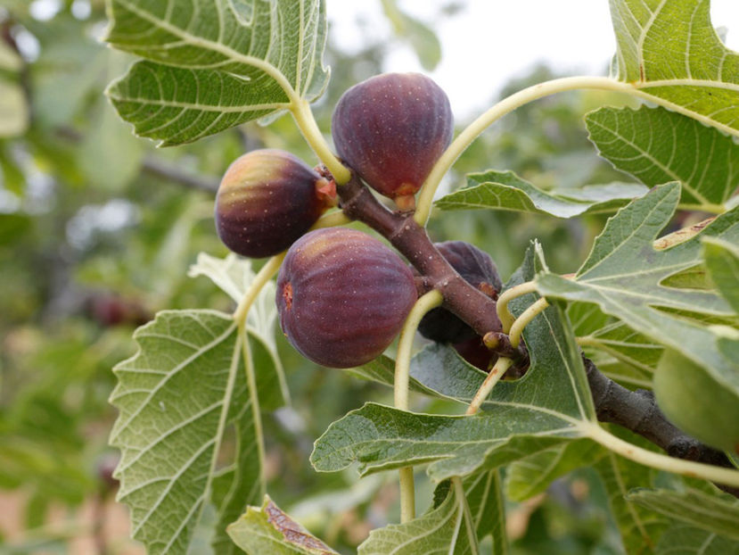 figs - Smochin Românesc cu fruct Maro Craiova 130 - 170 cm la Ghiveci