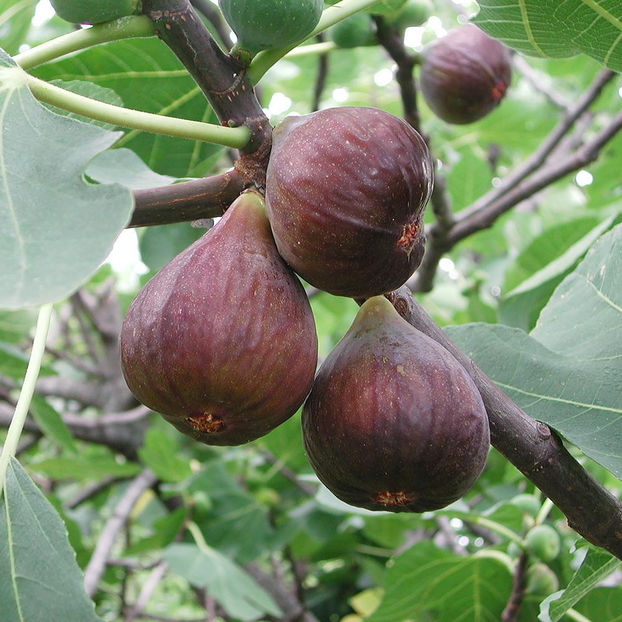 van-zyverden-fruit-plants-83921-64_1000 - Smochin Românesc cu fruct Maro Craiova 130 - 170 cm la Ghiveci