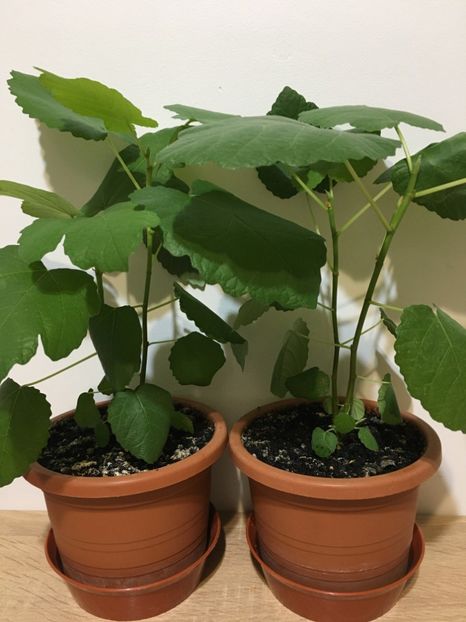 20 Ianuarie 2021 - 1 Inmultire smochin seminte 1