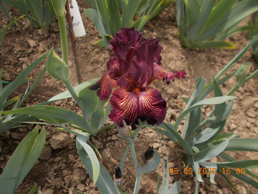  - IRISI -NOUTATI - 2020