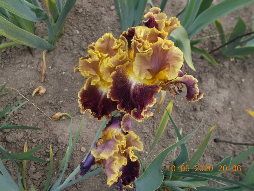 volcanic glow - IRISI -NOUTATI - 2020