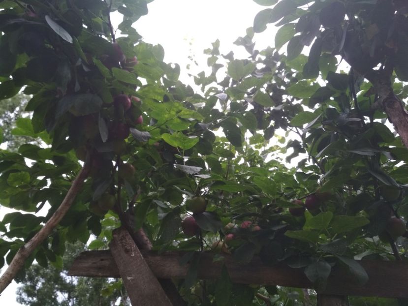 Rivers Timpuriu - Pruni