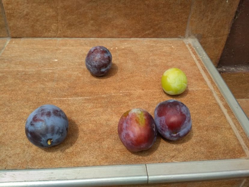 cateva prune de iulie - Pruni