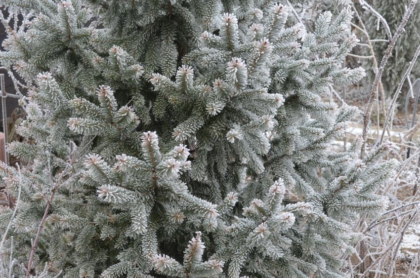  - dragostea  de natura