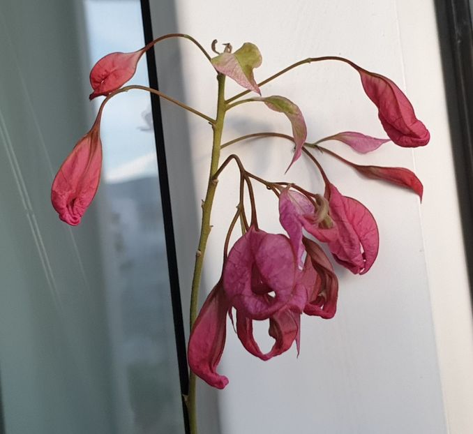  - Chinesse Sleeping Beauty