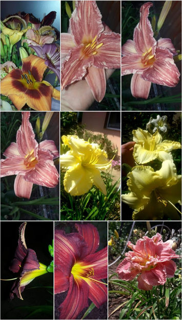  - Hemerocallis