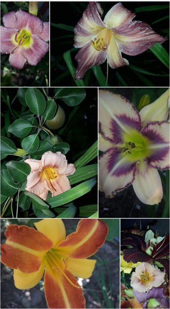  - Hemerocallis