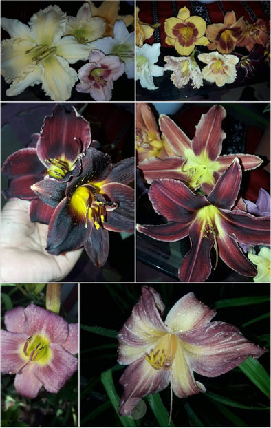  - Hemerocallis