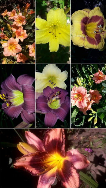  - Hemerocallis