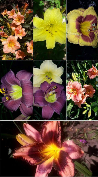  - Hemerocallis