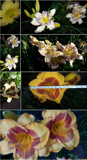 - Hemerocallis