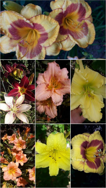  - Hemerocallis