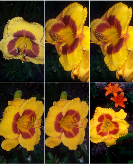  - Hemerocallis