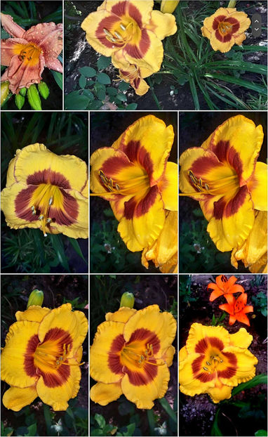  - Hemerocallis