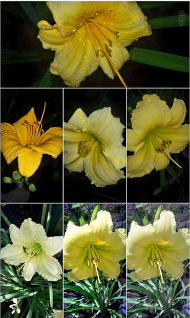  - Hemerocallis