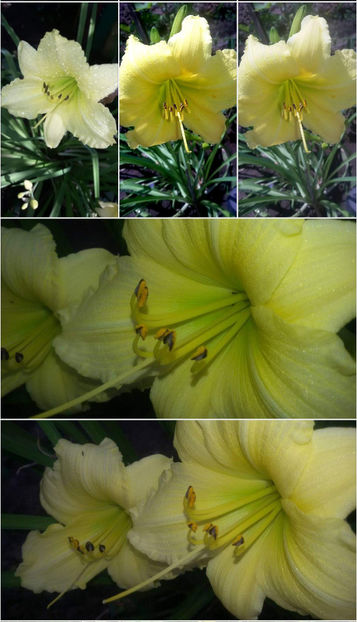  - Hemerocallis
