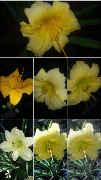 - Hemerocallis