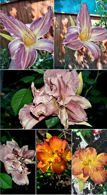  - Hemerocallis