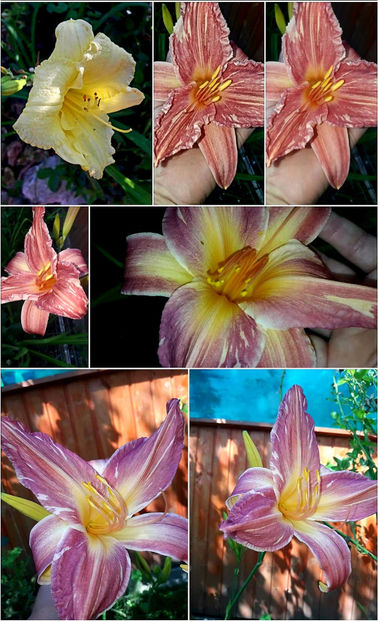  - Hemerocallis
