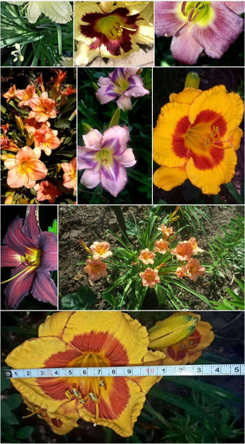  - Hemerocallis