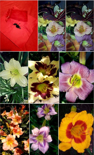  - Hemerocallis