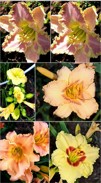  - Hemerocallis