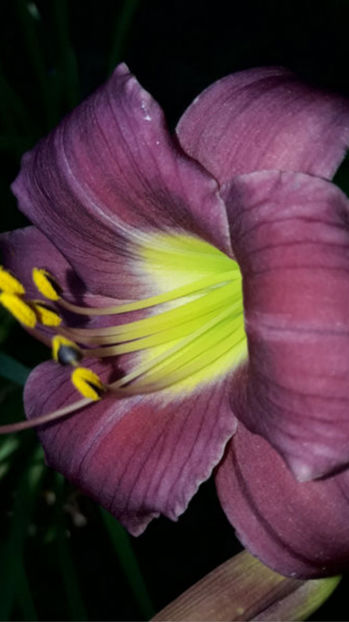  - Hemerocallis