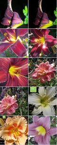  - Hemerocallis