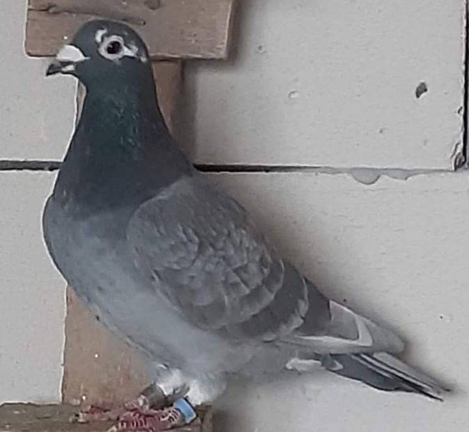  - NU IMI APARTIN ALBUM NR 2