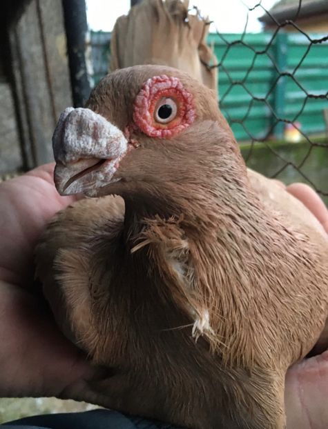 M2020 - Perechi 2021