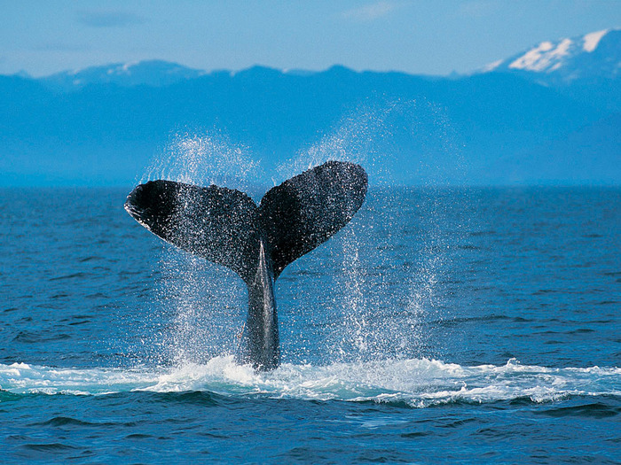 Humpback Whale - maimutica incaltata