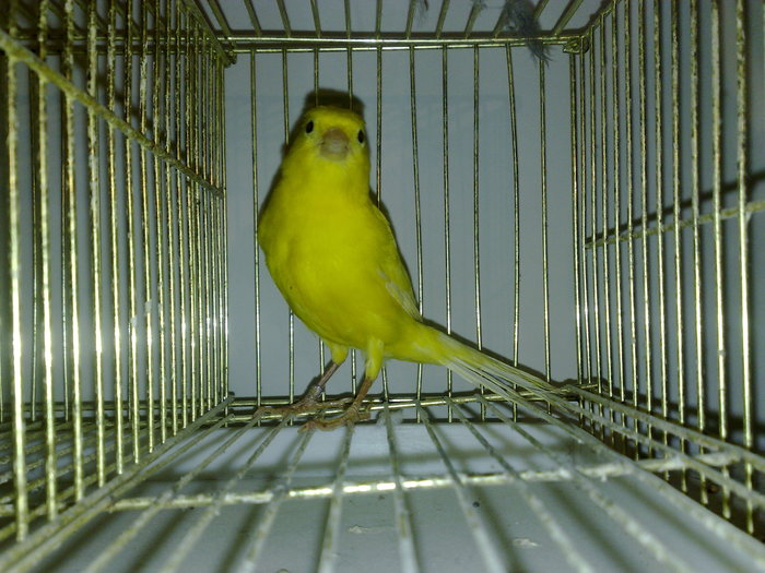 canari--2010 024 - CANARI