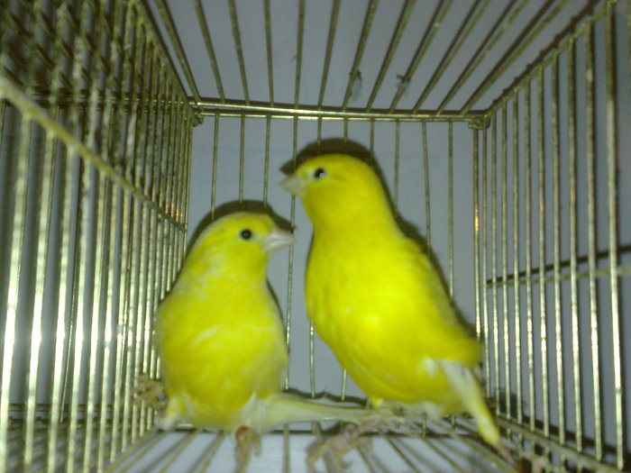 canari--2010 025