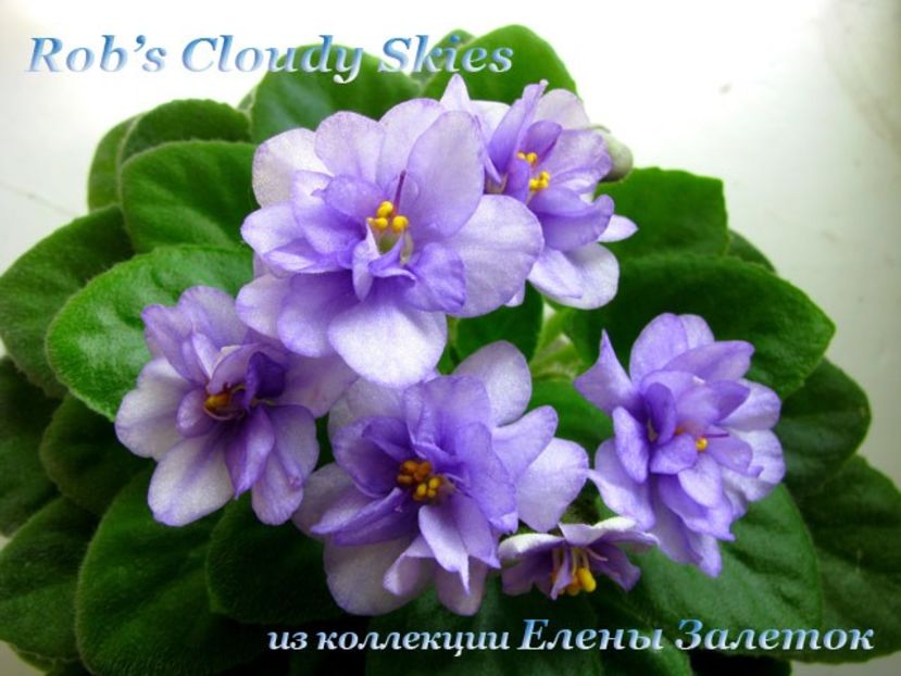 poza net - ZZRob s Cloudy Skies