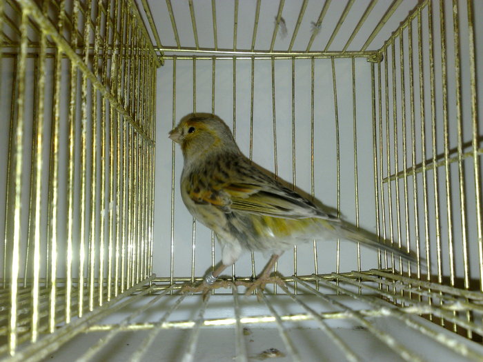 canari--2010 029